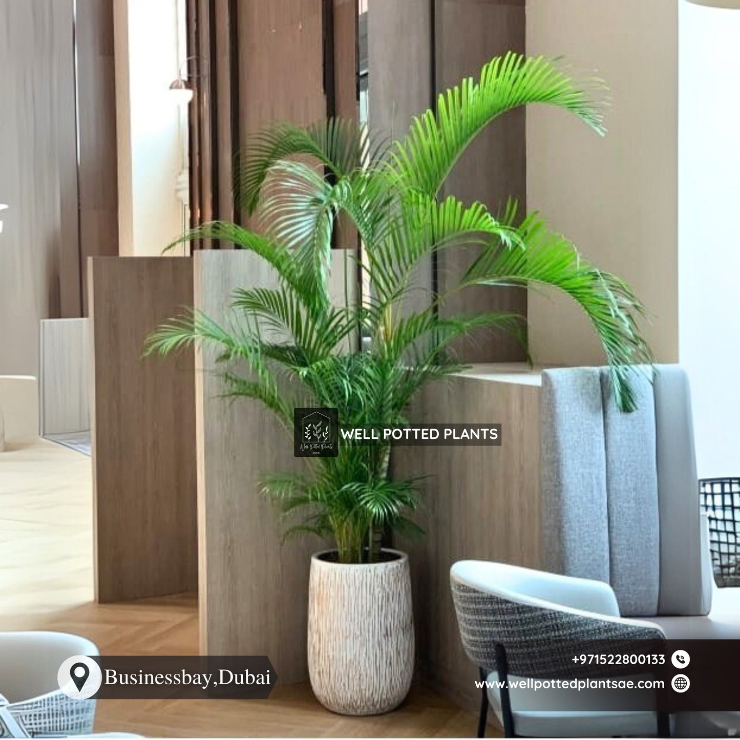 Indoor Palm Tree in Rustic Pot