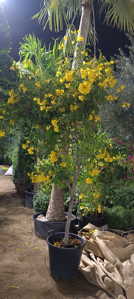 Outdoor Flower Tecoma Tree Xlarge 2m-2.5m Plants UAE