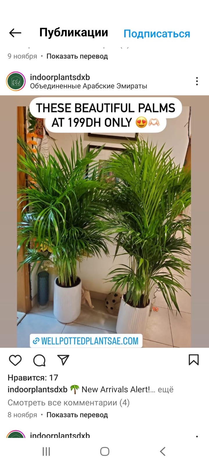 Areca Palm Bushy Each PROMO