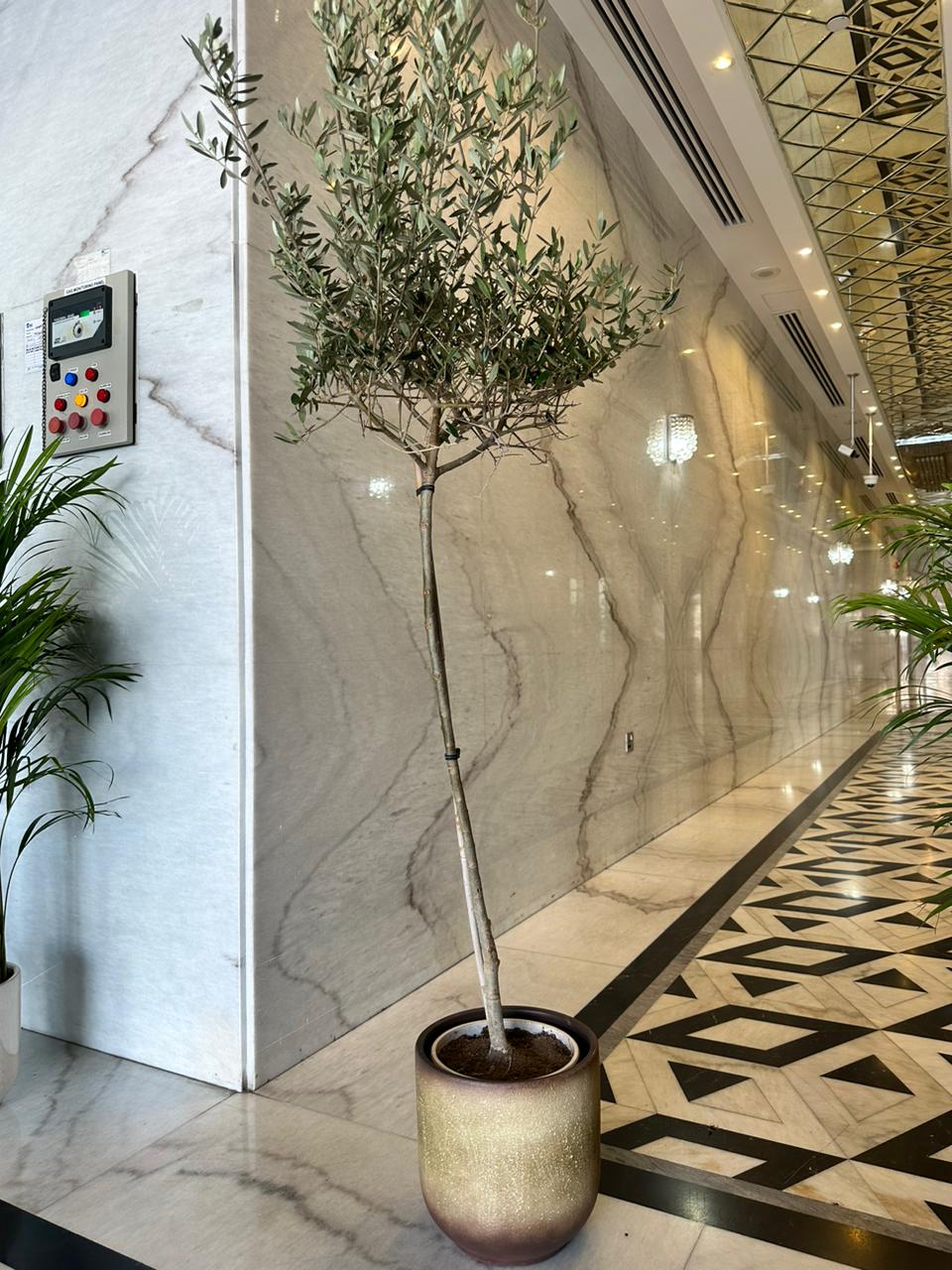 Medium Olive in Beige