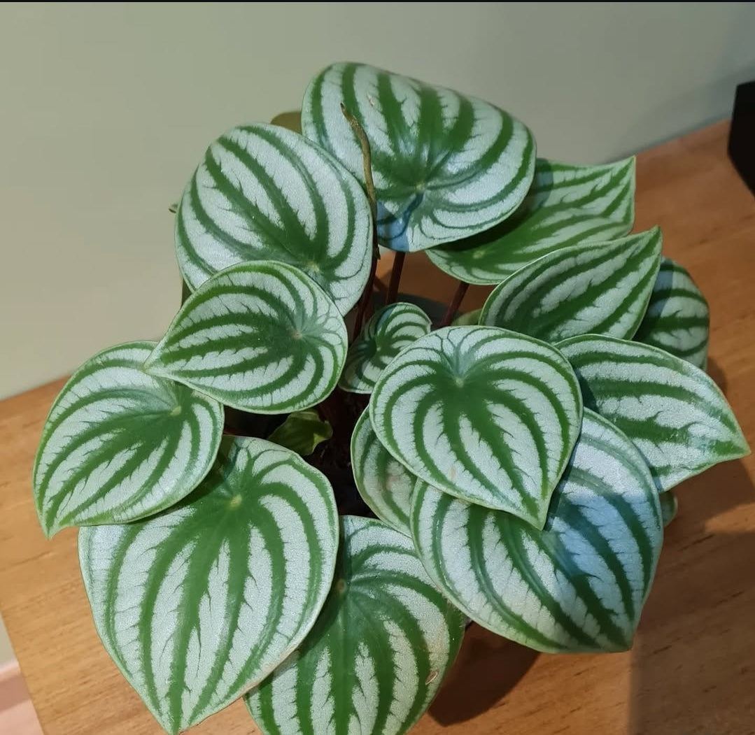 Pepperomia Table Plant