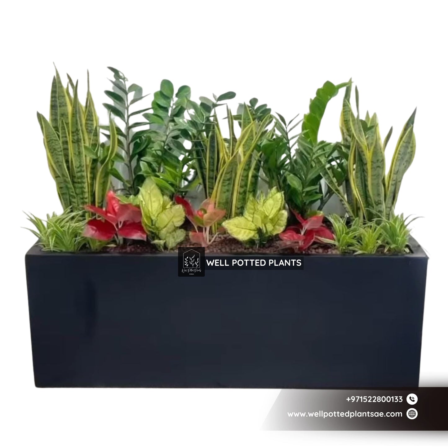 Plant Combo in Fiber 100x40x40cm