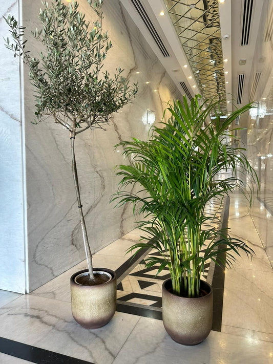 Indoor Plants Air Purifying Bundle in Beige Best Seller PROMO