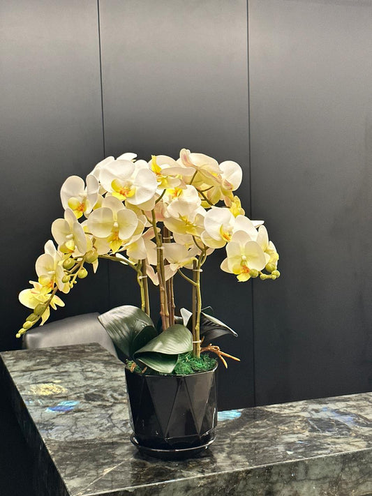 Office Plant Premium Orchid