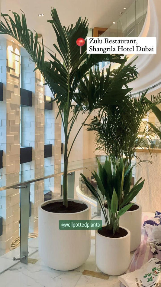 Premium Indoor Plants Bundle in Fiber Areca + Vietchia Palm + Cast Iron Plant