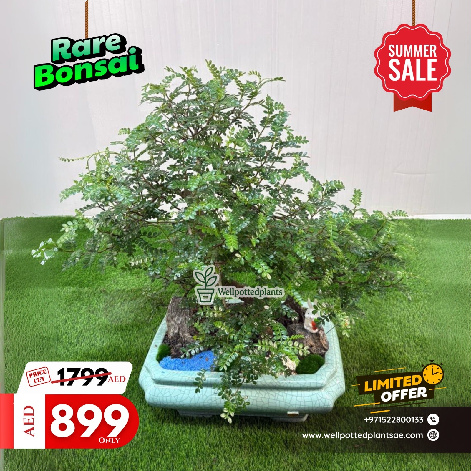 Bonsai Chinese Premium