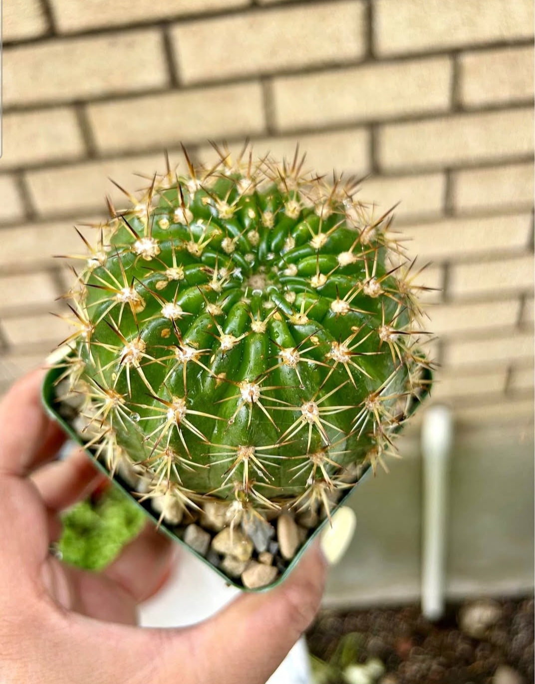 Cactus Gymno Table Plant