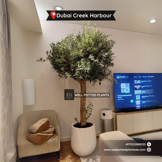 Olive Tree Premium from Spain 30 yr old 2.5m to 3m