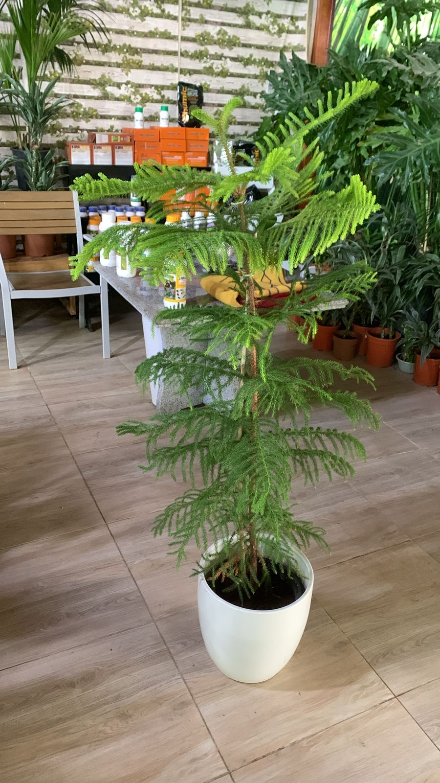 Pine Tree Each in Ceramic