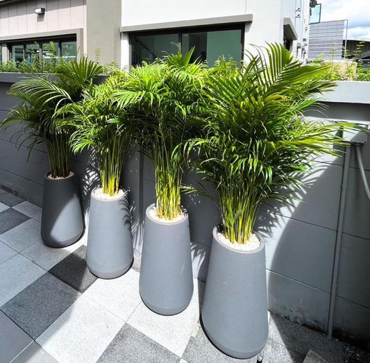 Office Plants Premium Holland Areca Bundle