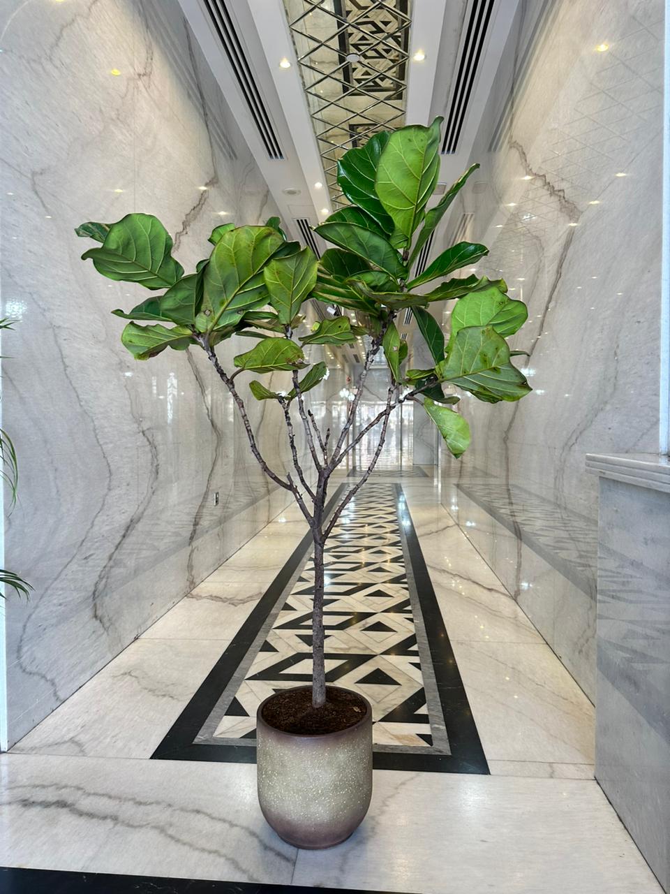 Big fiddle in Beige| 150cm