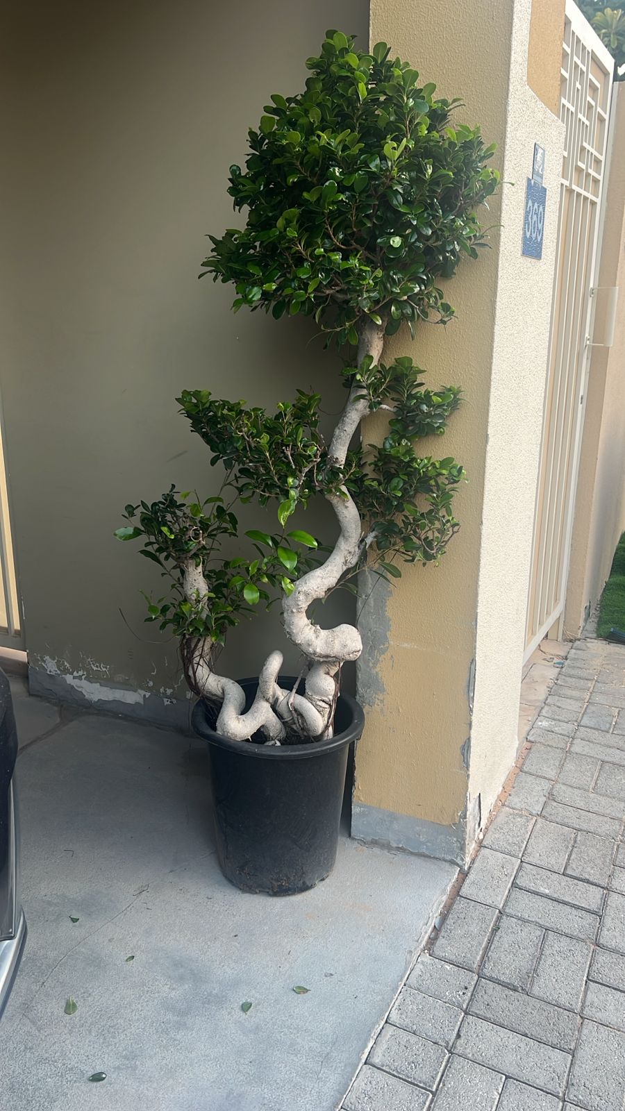 Big Bonsai Unique S-Shape