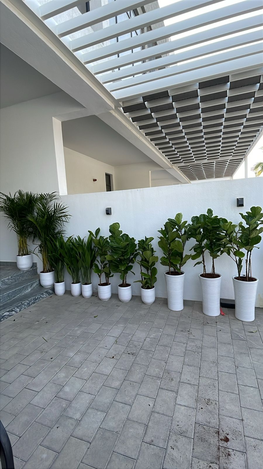 House Plants 11 Plants Bundle