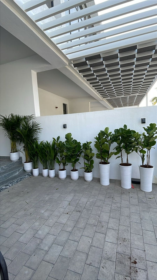 House Plants 11 Plants Bundle