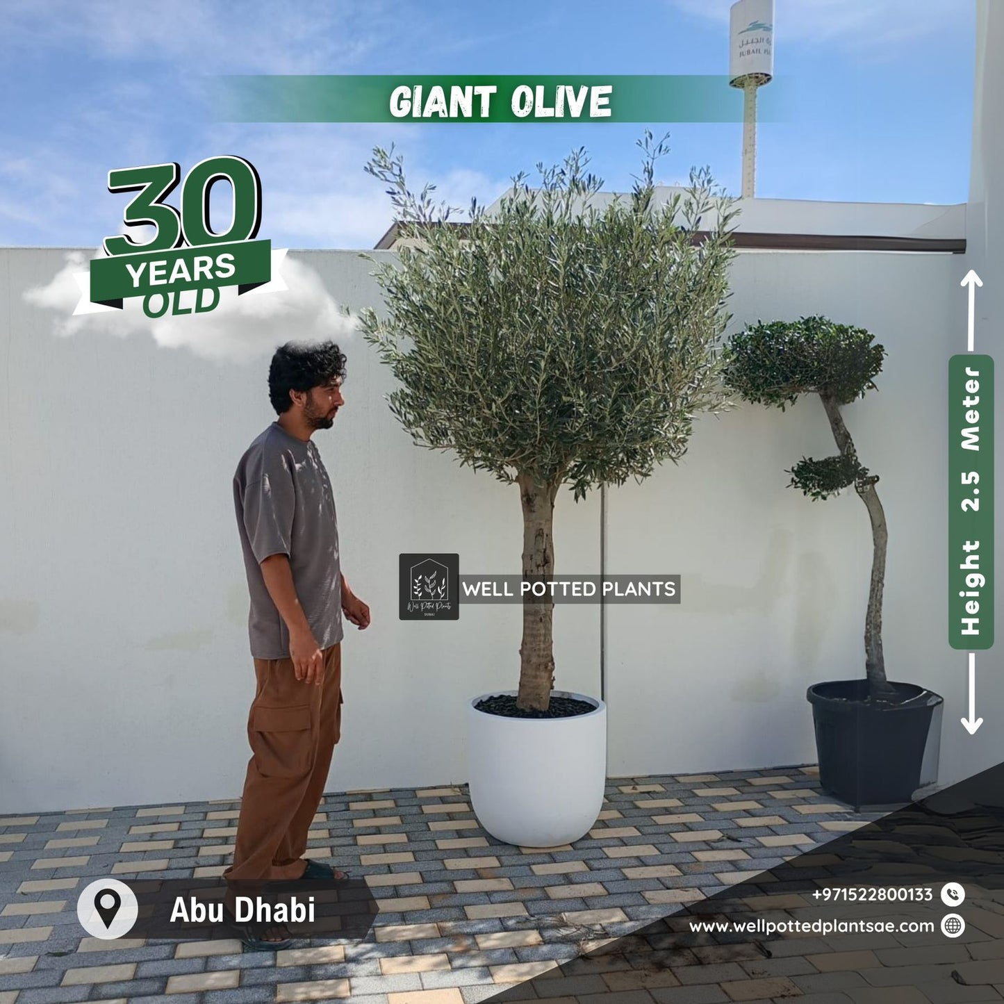 Olive Tree Premium from Spain 30 yr old 2.5m to 3m