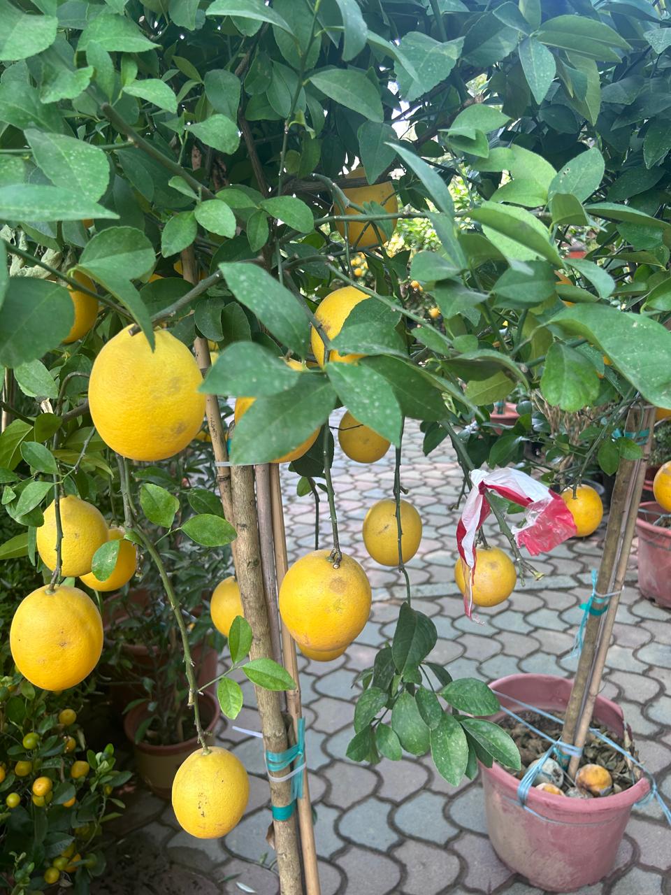 Lemon yellow in Nursery Pot Big
