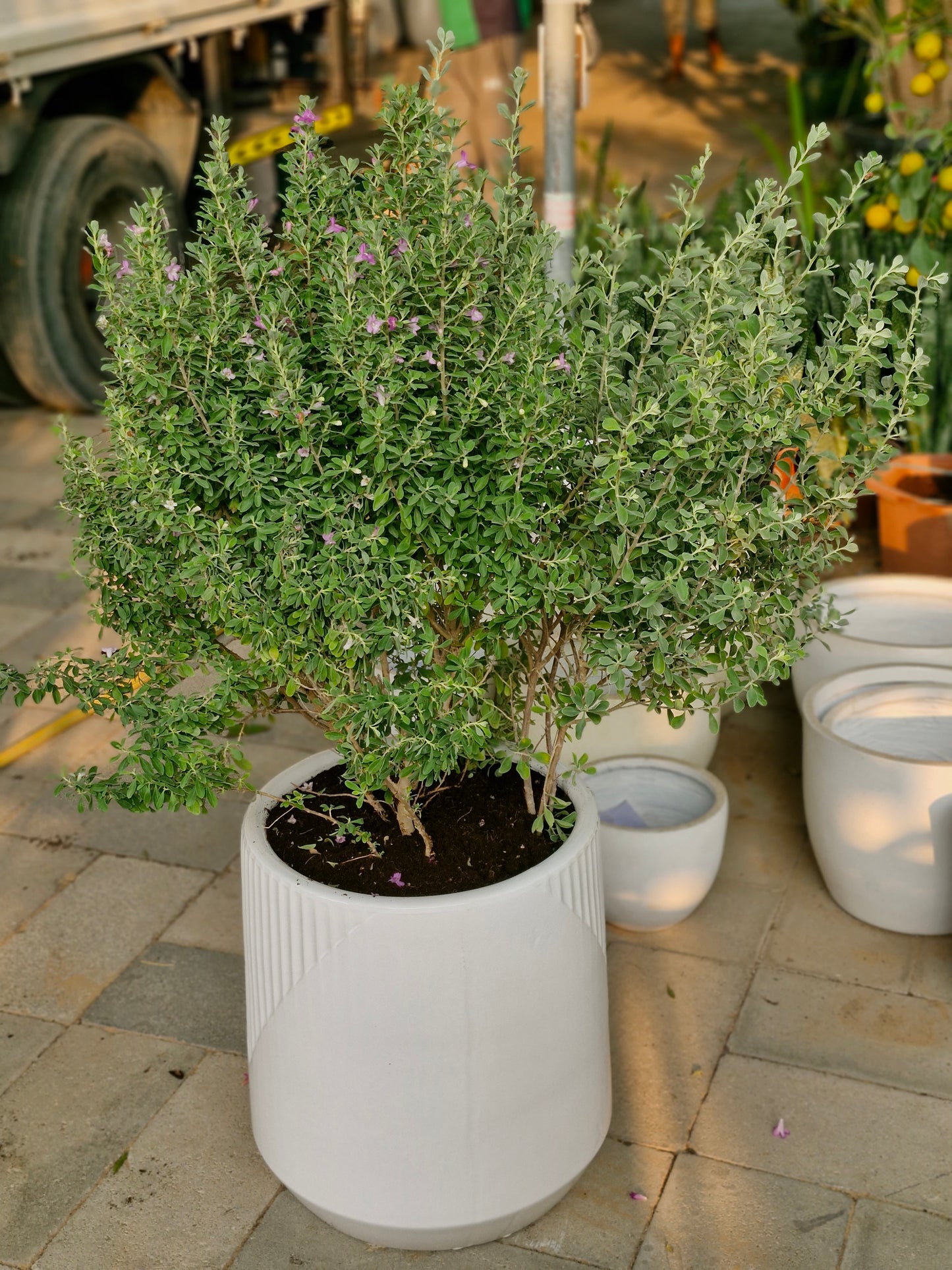 Lavender Lights Large (Leucophyllum)