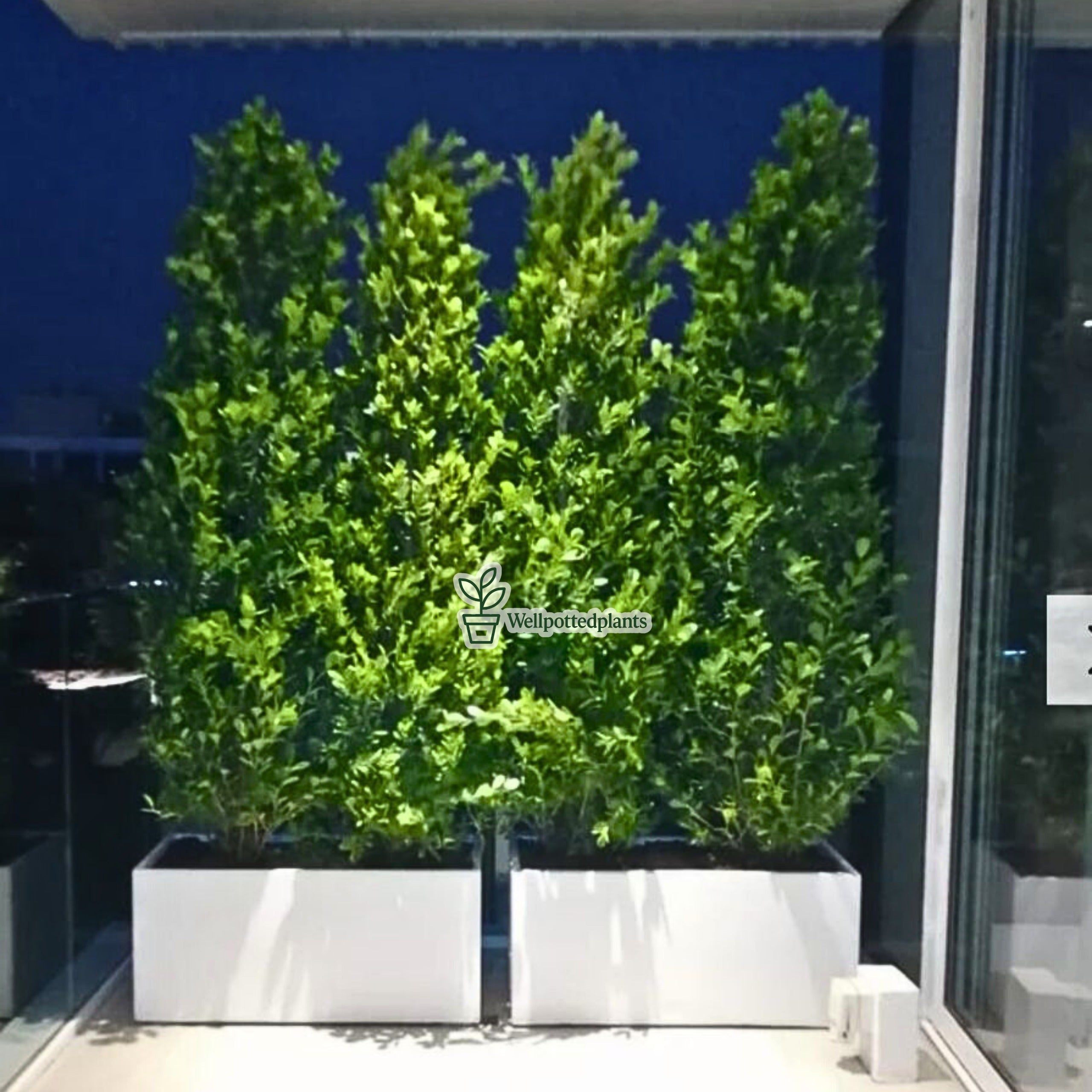 Ficus Panda Privacy Plant Each Fiber Pot