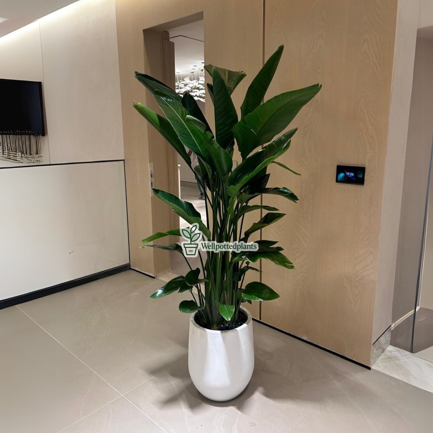 Birds of Paradise Premium in Fiber Pot 1.8m to 2m