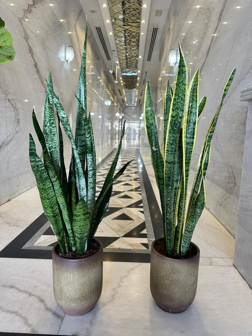 Snakeplant in Beige Buy 1 Take 1