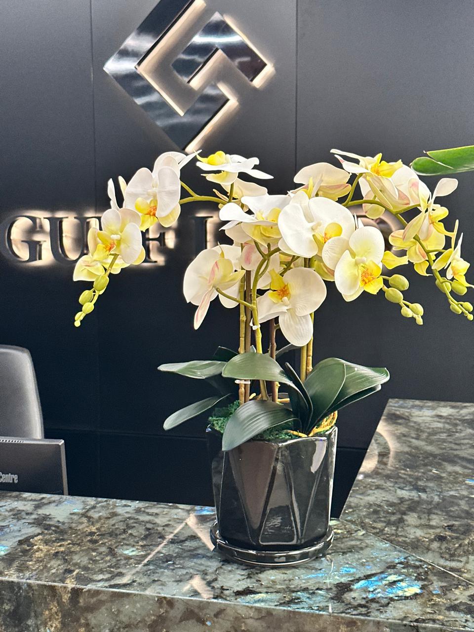 Office Plant Premium Orchid