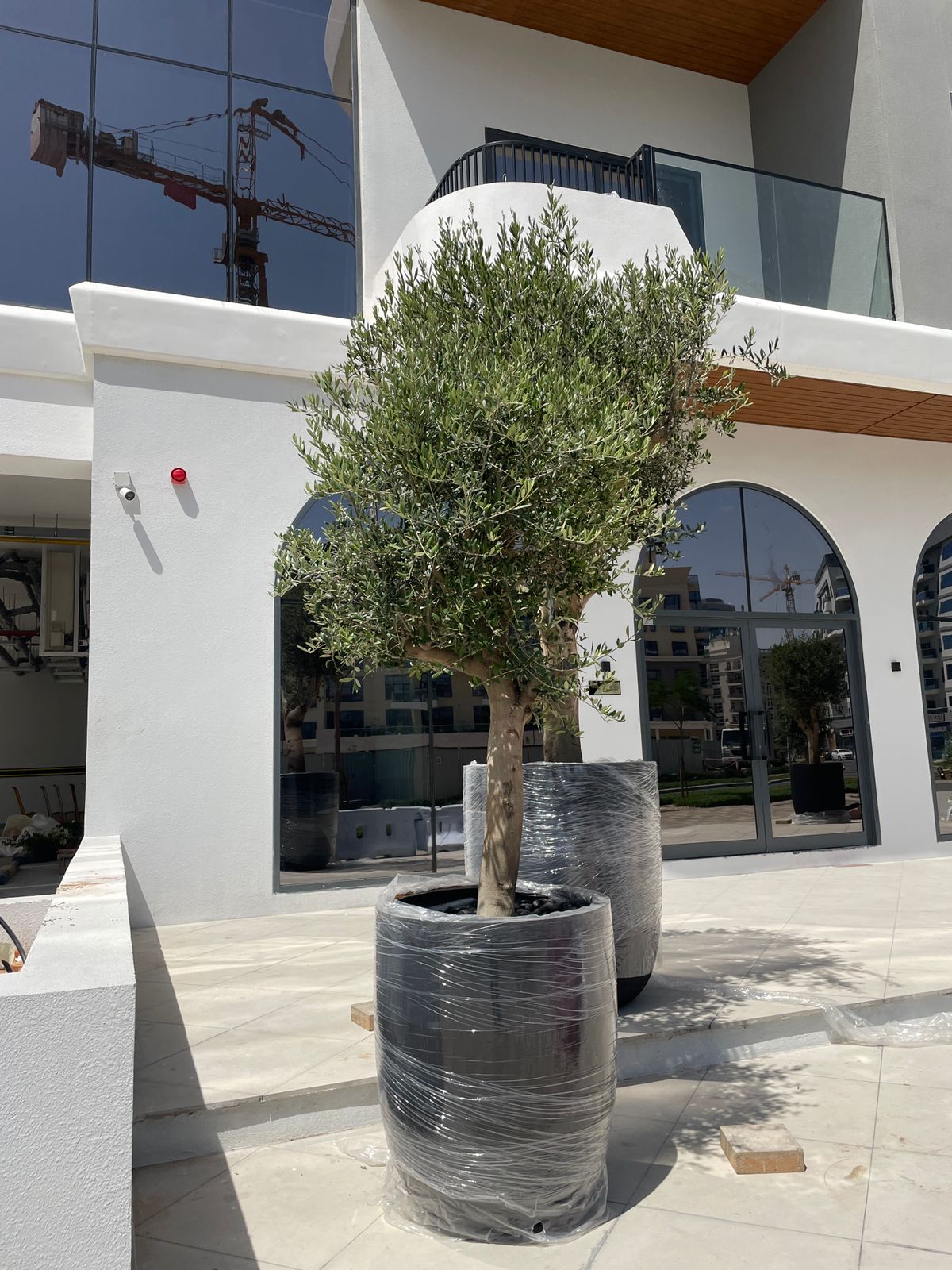 Olive XXL 2.5m in 60cm-70cm Fiber Pot