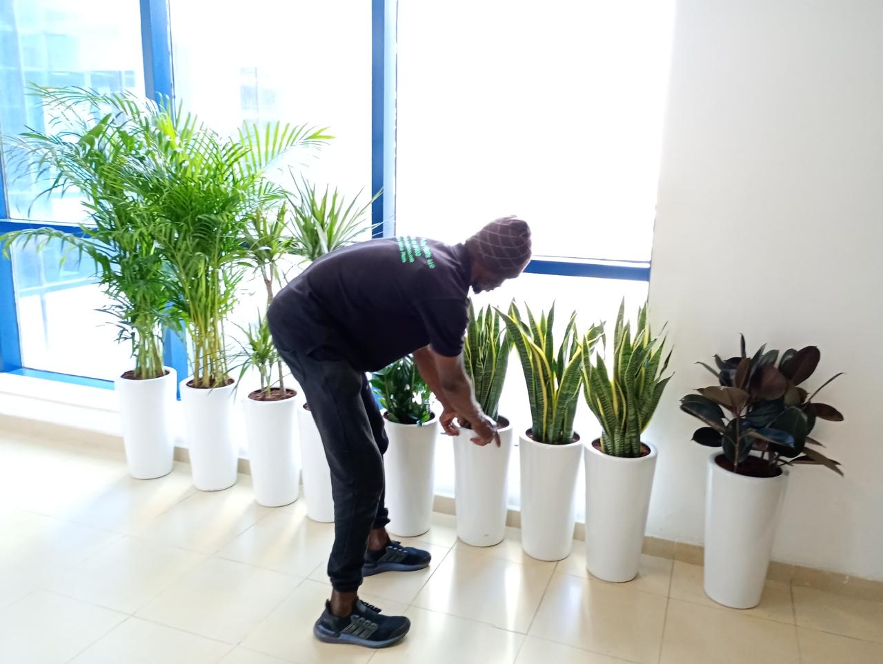 Office Plants Bundle 9pc Medium Sized Cheap Plants UAE