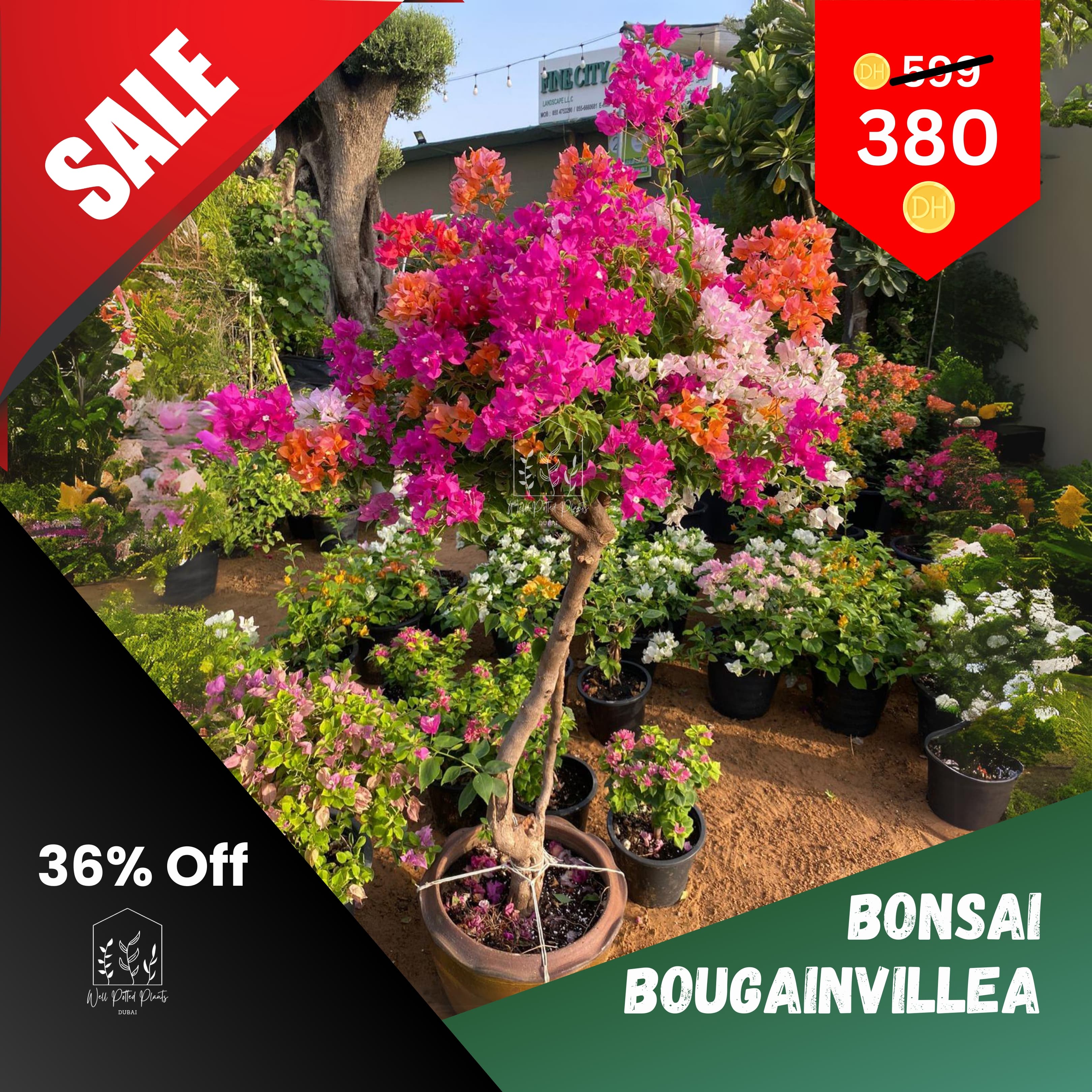 Bougainvillea Thailand Multicolored