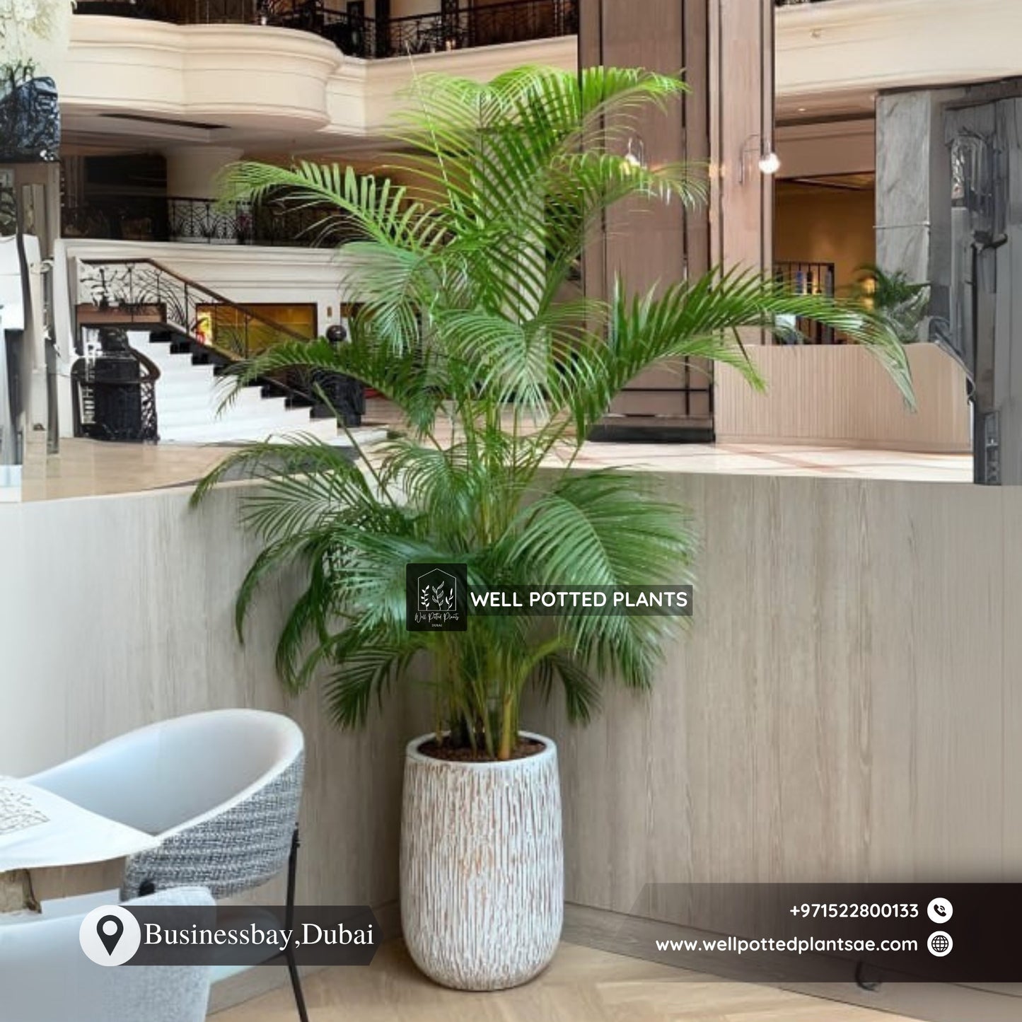 Indoor Palm Tree in Rustic Pot