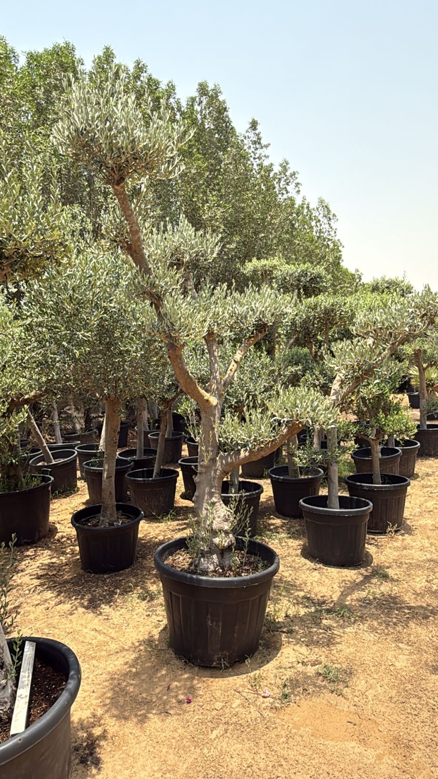 Olive Tree Bonsai Multiple Head