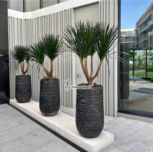 Outdoor Plant Yukka in Fiber Pot
