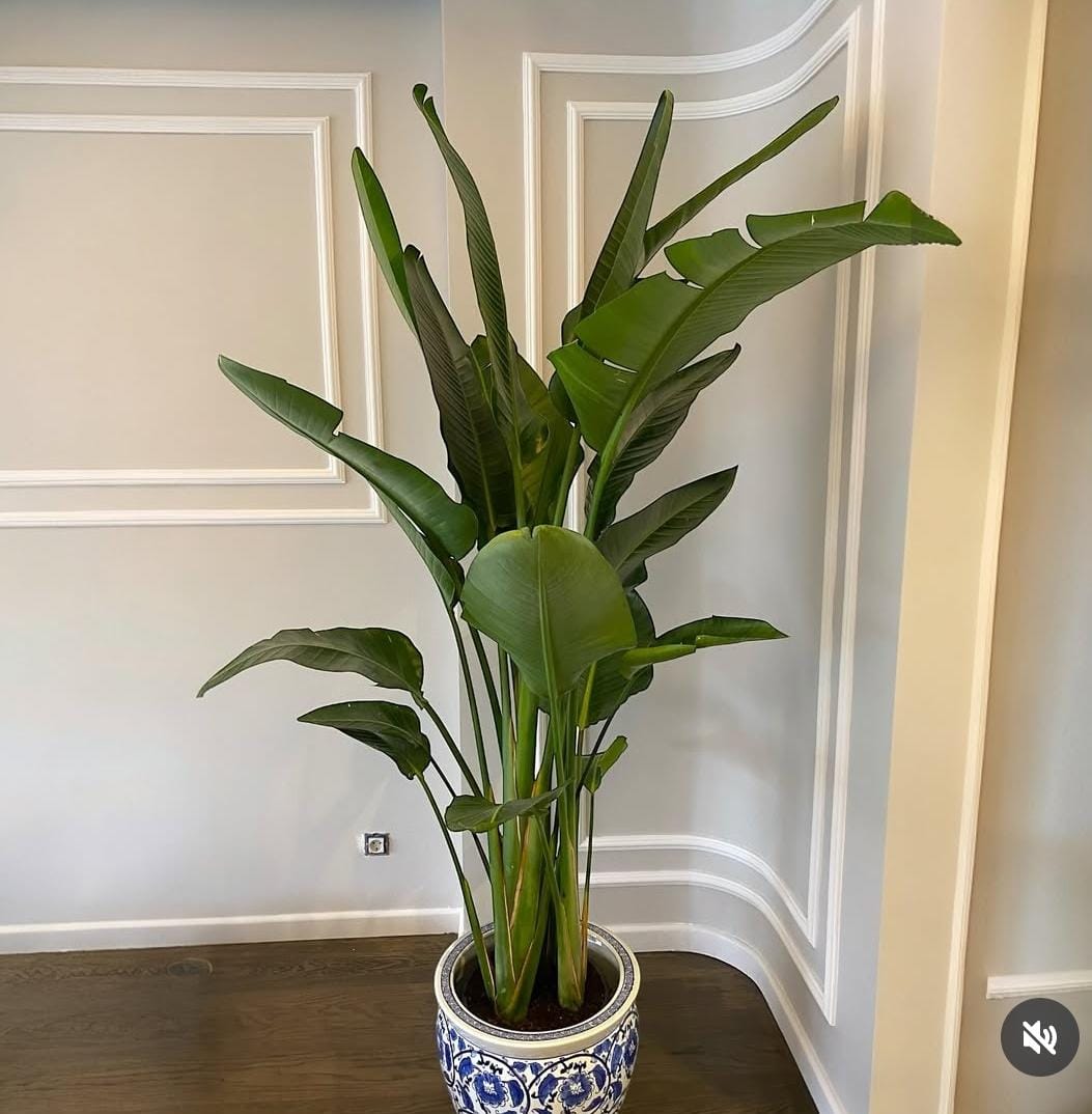 Bird of Paradise in Chinese Collectible Pot