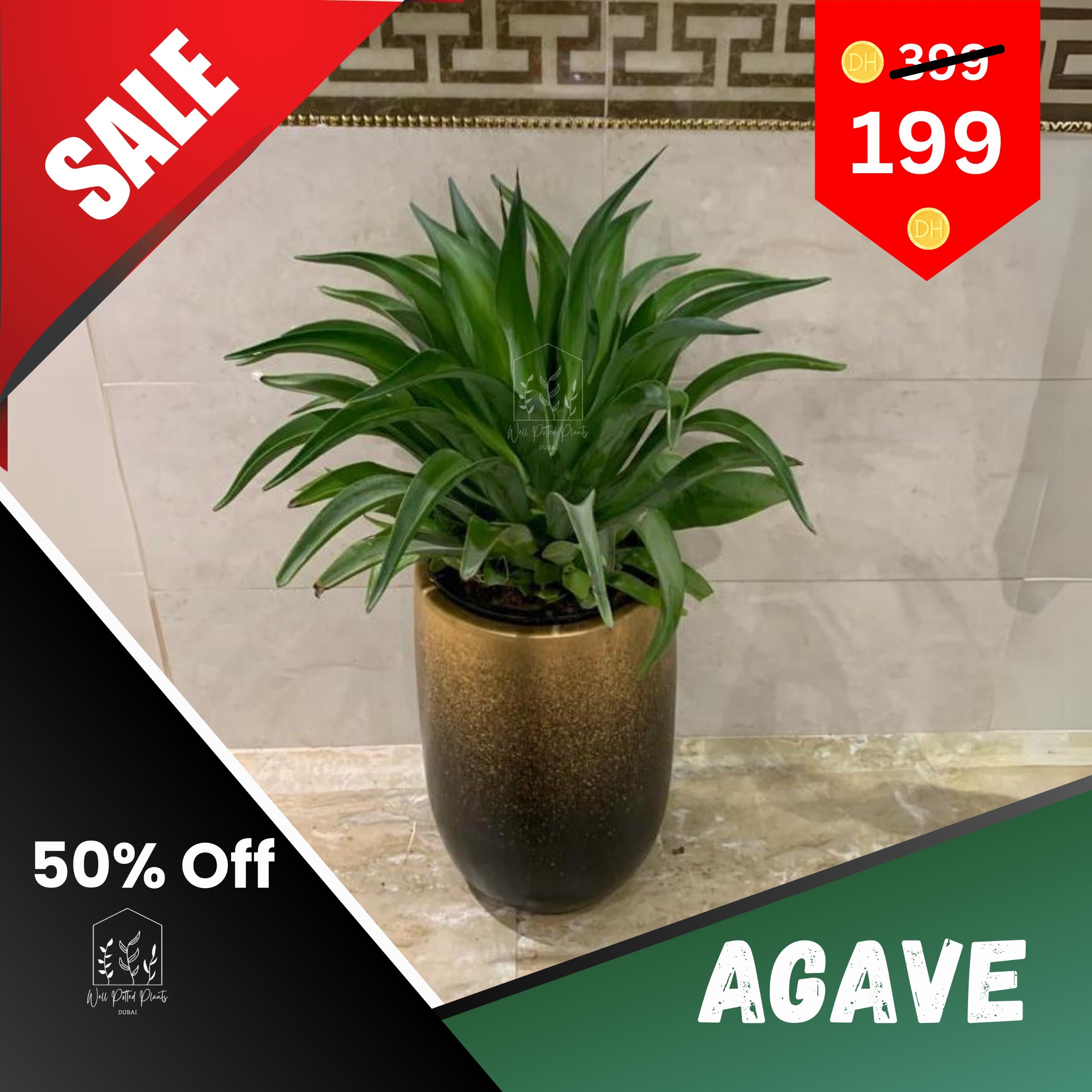 Agave Outdoor Plant