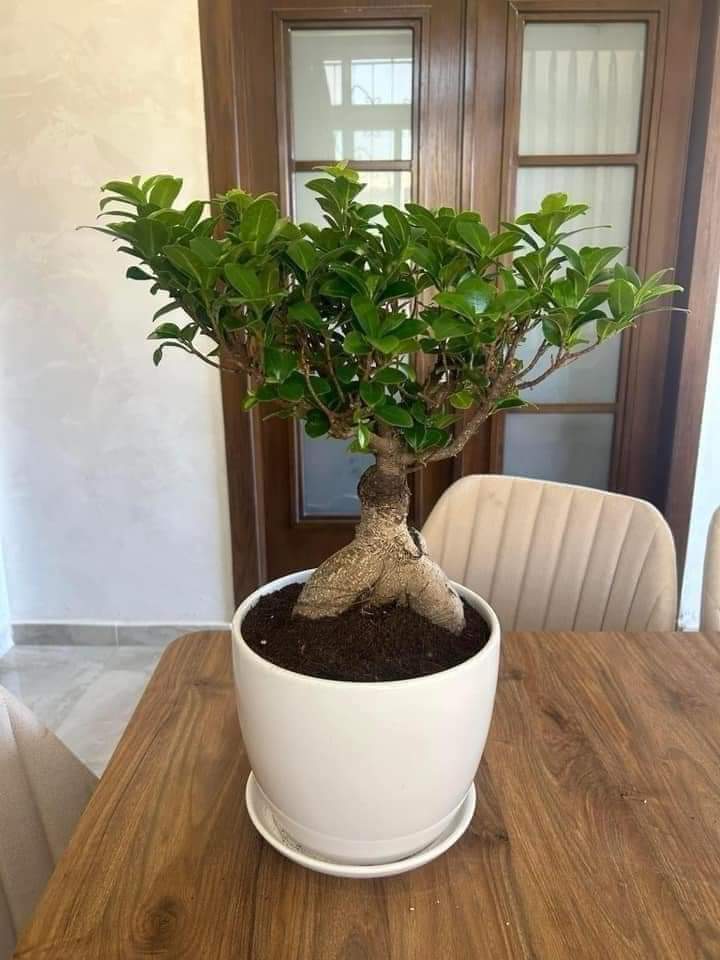Bonsai in White Ceramic