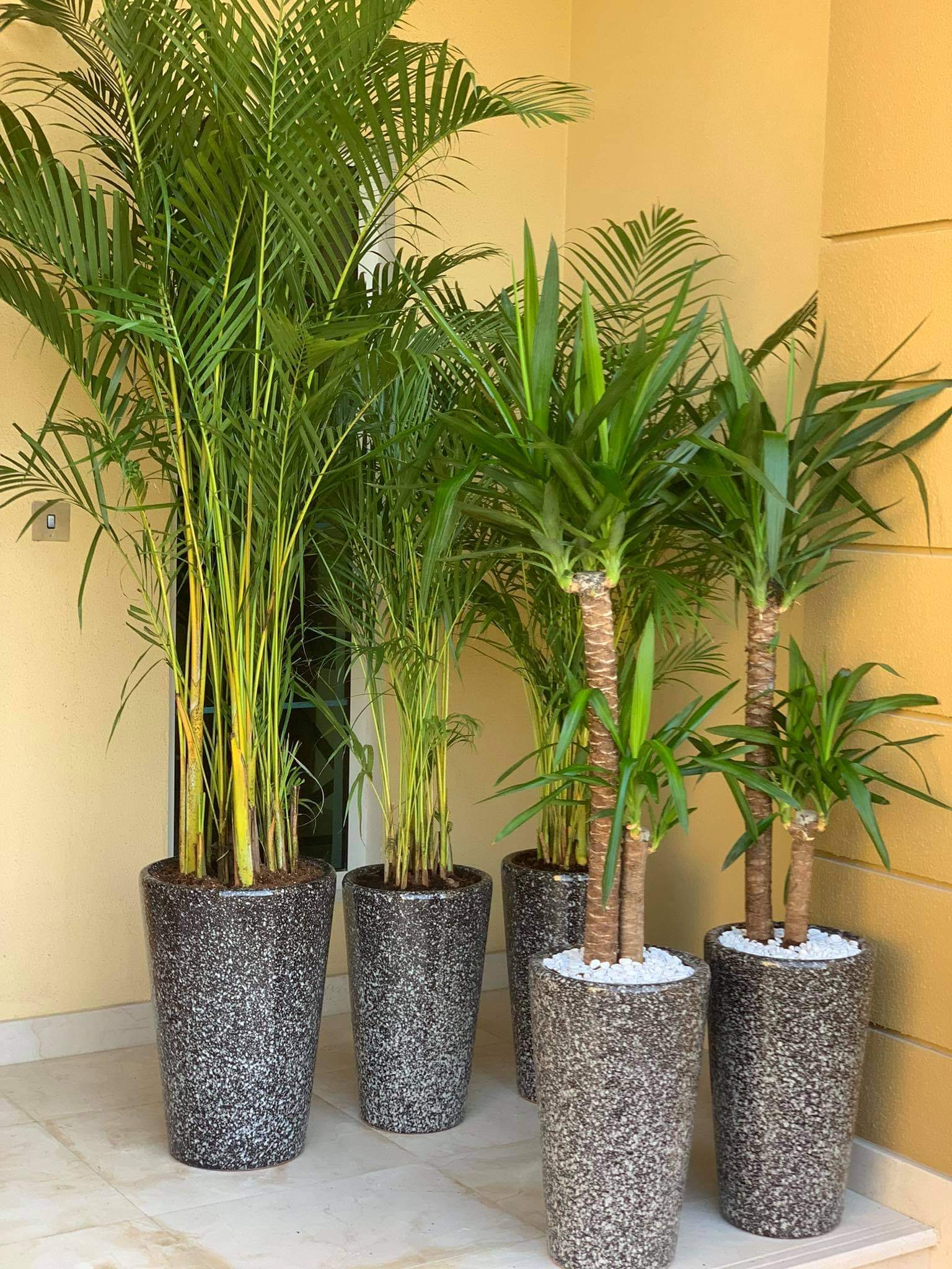 1499DH Bundle of 5 Plants UAE