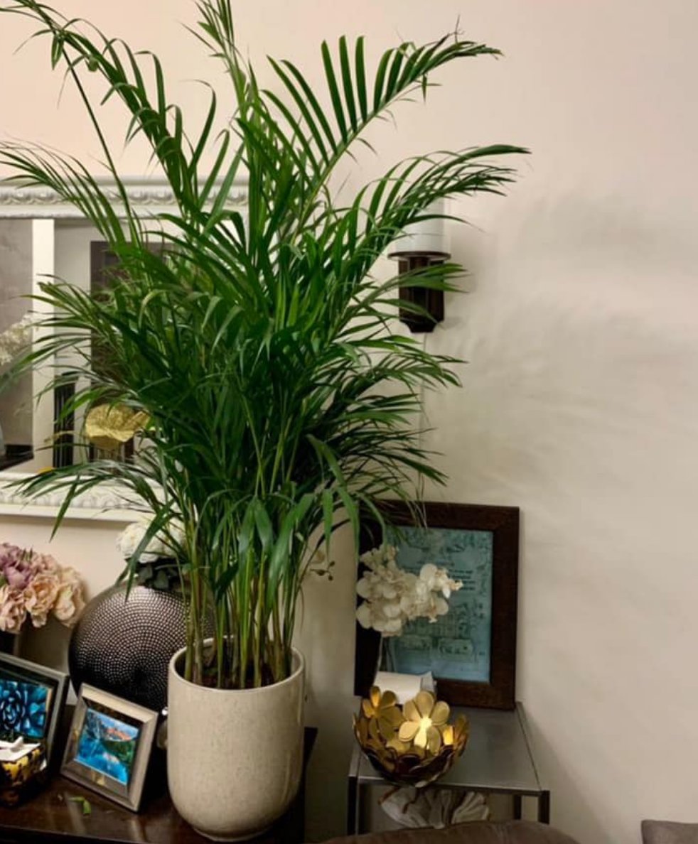 Areca Palm small Indoor Plants UAE