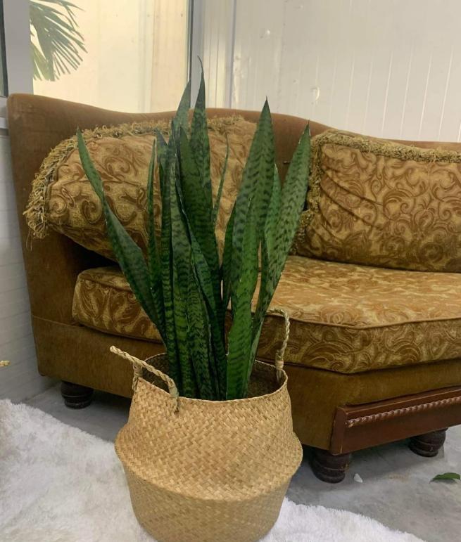 Best Indoor Snake Plants UAE