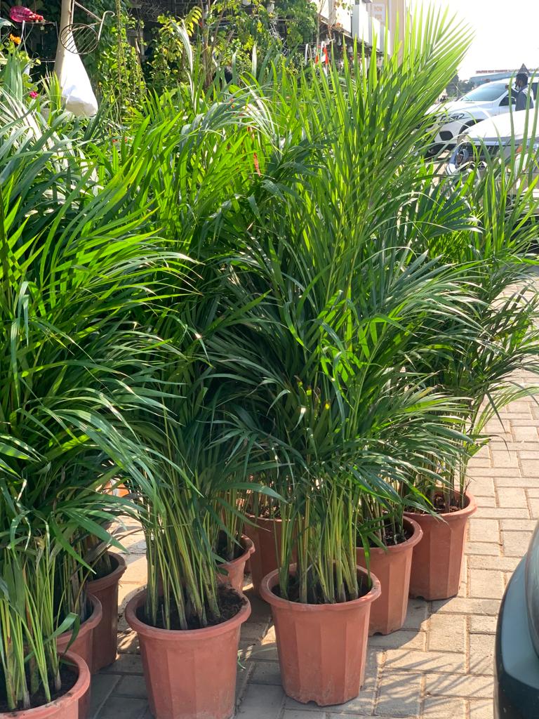 Clearance Sale Areca 130cm to 140cm in dubai