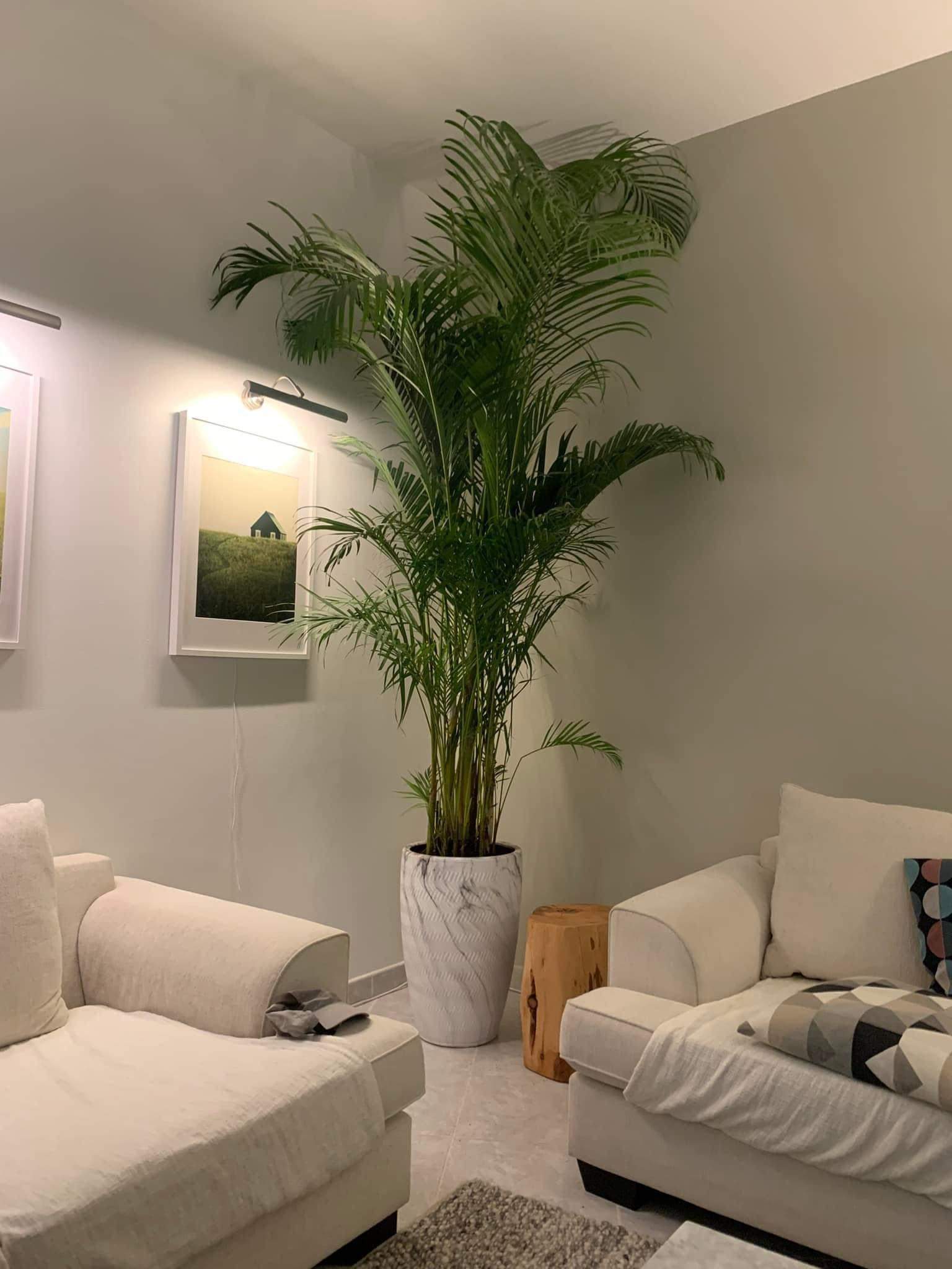 Clearance Sale Areca Big 2.5m to 3m Plants UAE. A large indoor Areca palm plant in a white pot, placed in a living room setting with furniture and a window in the background.