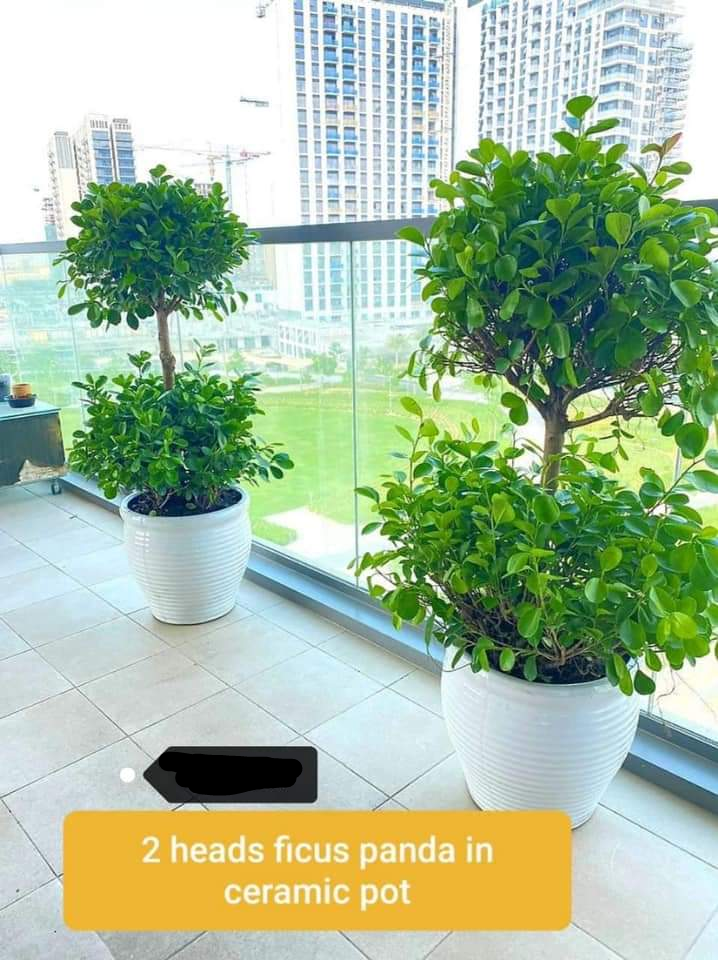 Double Head Ficus Panda Each Plants UAE