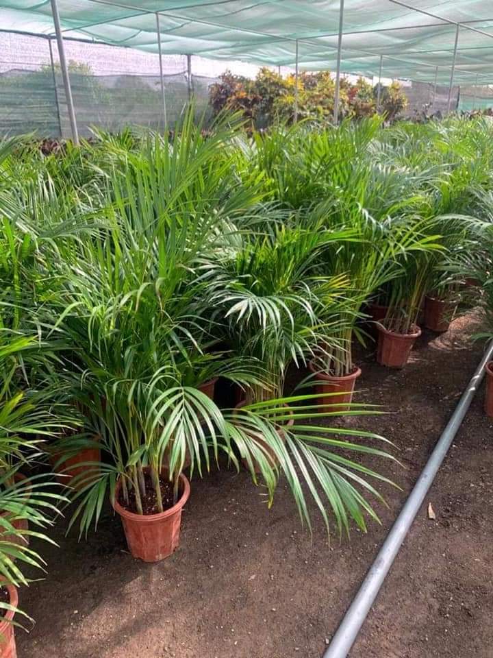 Areca in Plastic pot