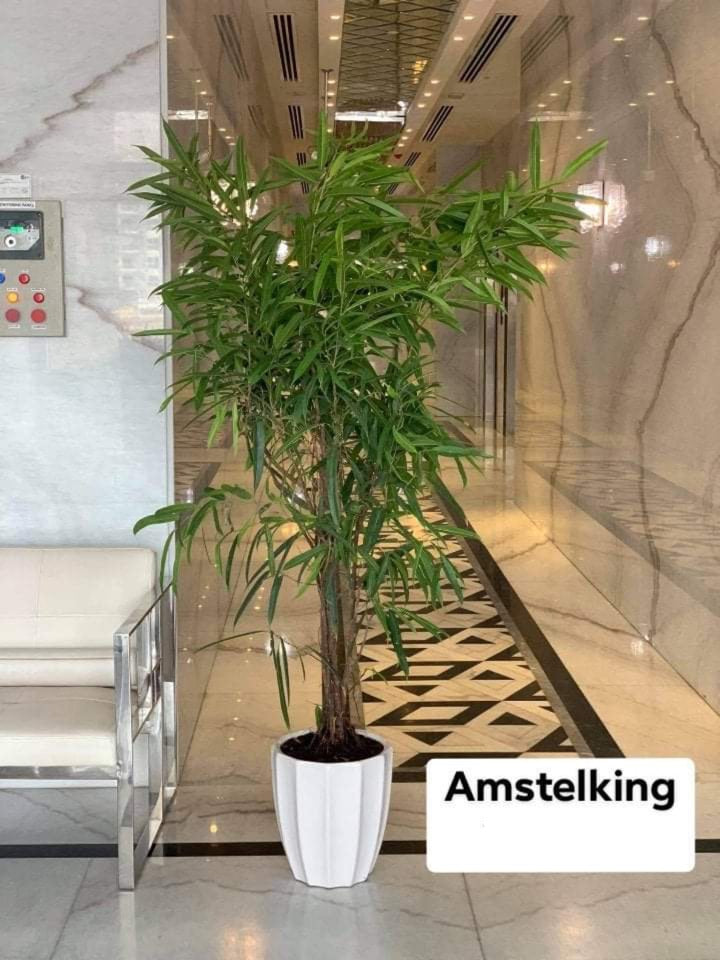 Ficus Amstel King Indoor Plants UAE