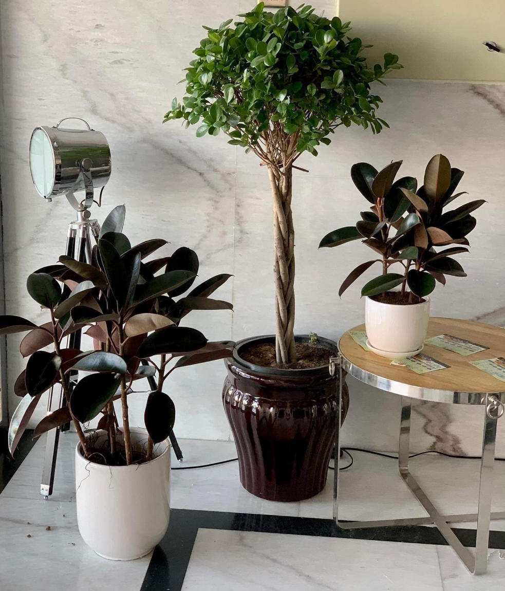 Indoor Plants Budget Combo (3pc) NEW