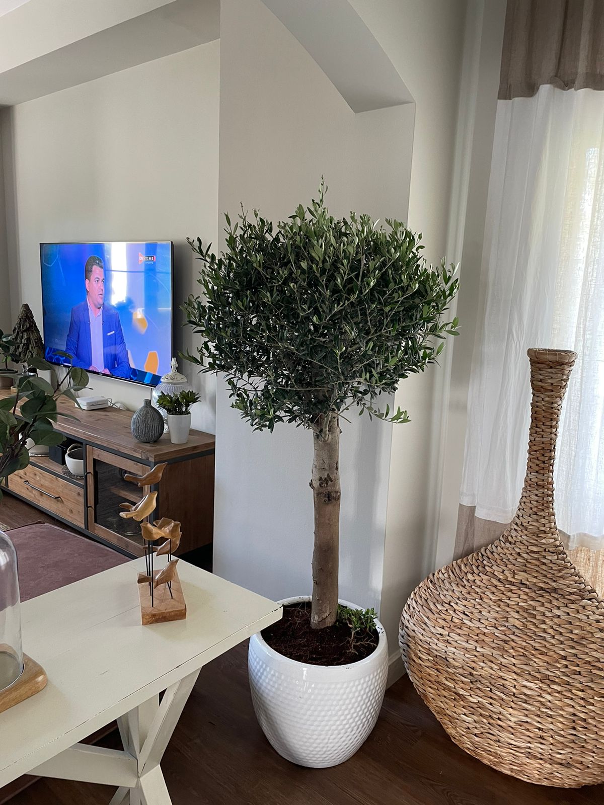 Office Plant 15yr Old Olive Tree Wow