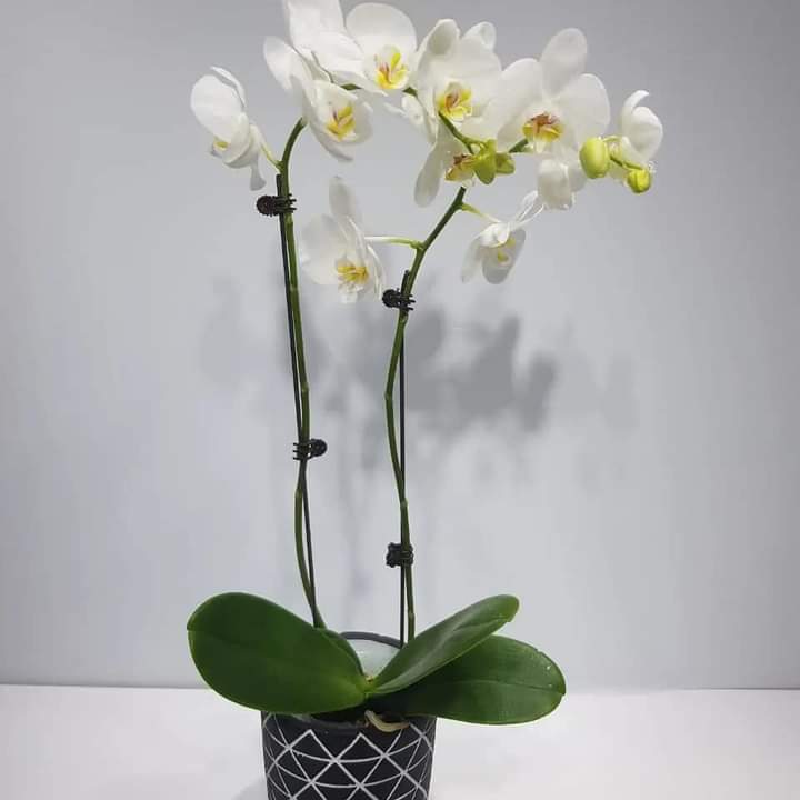 orchid natural