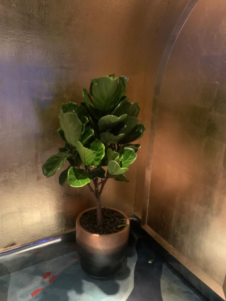 Fiddle XL (Hotel Quality)