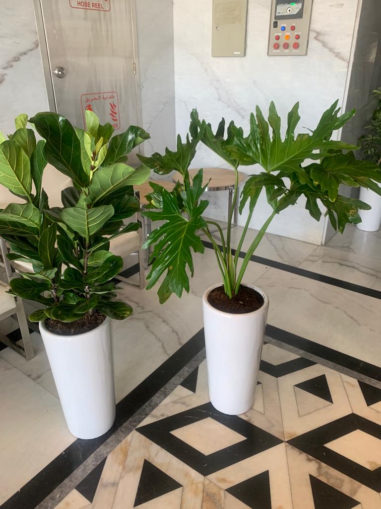 Indoor Plants Budget Combo ( Xanadu and Fiddle )| 130cm