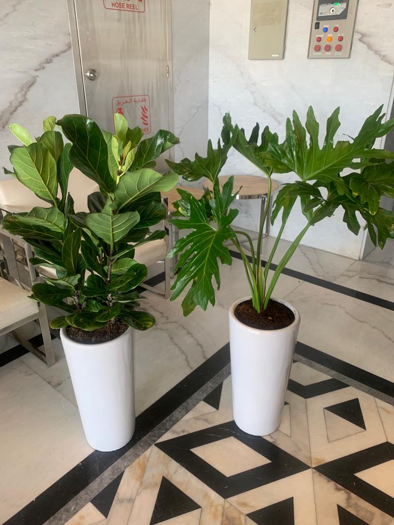 Indoor Plants Budget Combo ( Xanadu and Fiddle )| 130cm