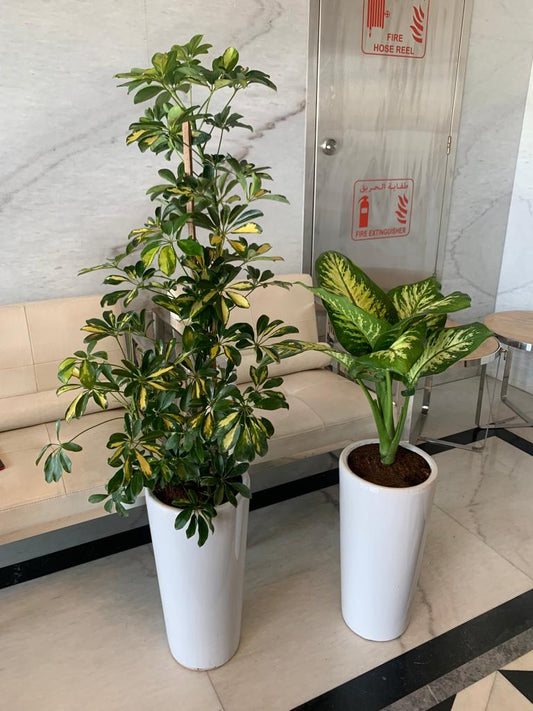 Office Plants Bundle Offer