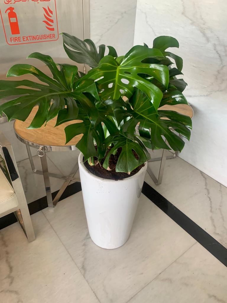 Big Monstera ( 130cm to 140cm )